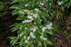 Nematolepis squamea squamea