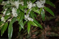 Nematolepis squamea squamea