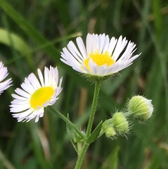 Erigeron strigosus strigosus