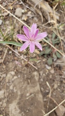 Stephanomeria lactucina