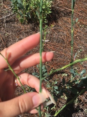 Polygonella macrophylla