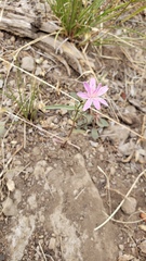 Stephanomeria lactucina