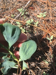 Polygonella macrophylla