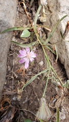 Stephanomeria lactucina