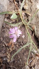 Stephanomeria lactucina