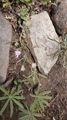 Stephanomeria lactucina