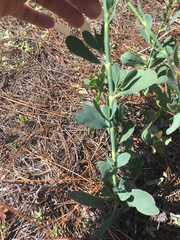 Polygonella macrophylla