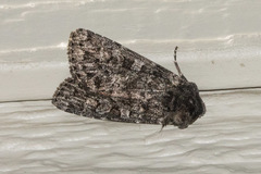 Eurois nigra