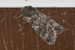 Eurois nigra