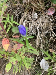 Gentiana linearis