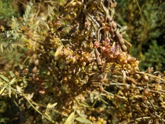 Cuscuta lehmanniana