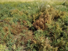 Cuscuta lehmanniana