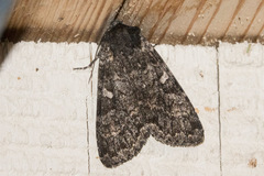Eurois nigra