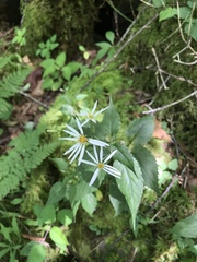 Eurybia chlorolepis