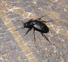 Licinus punctatulus