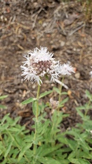 Monardella odoratissima pallida