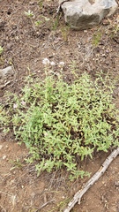 Monardella odoratissima pallida