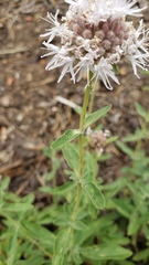 Monardella odoratissima pallida