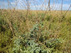 Halimodendron halodendron