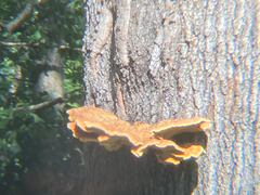 Inonotus quercustris