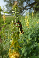 Philematium festivum