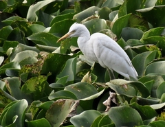 Bubulcus ibis