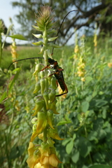 Philematium festivum