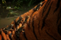 Euphlyctis cyanophlyctis