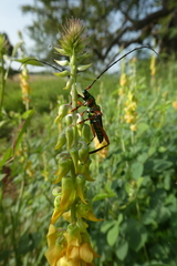 Philematium festivum