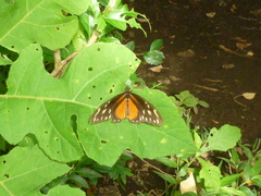 Heliconiini
