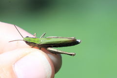 Chorthippus dorsatus