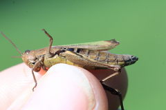 Chorthippus dorsatus