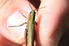 Chorthippus dorsatus