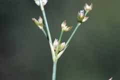 Juncus acutiflorus