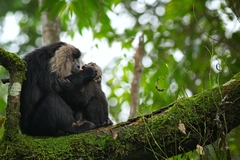 Macaca silenus