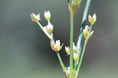 Juncus acutiflorus