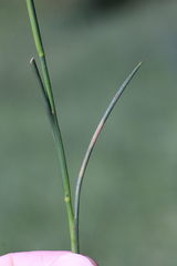 Juncus acutiflorus