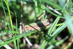 Chorthippus dorsatus