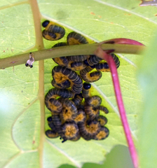 Macremphytus tarsatus