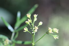 Thalictrum flavum