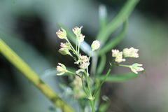 Thalictrum flavum