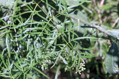Thalictrum flavum