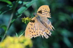 Argynnis paphia