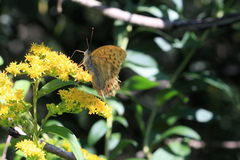 Argynnis paphia