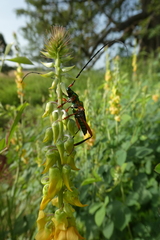 Philematium festivum