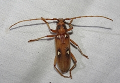Eburia
