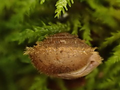 Stenotrema edvardsi