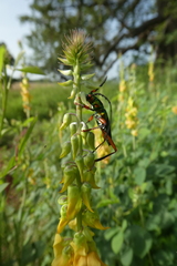 Philematium festivum