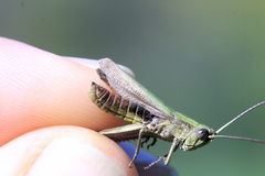 Chorthippus dorsatus