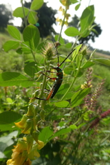 Philematium festivum